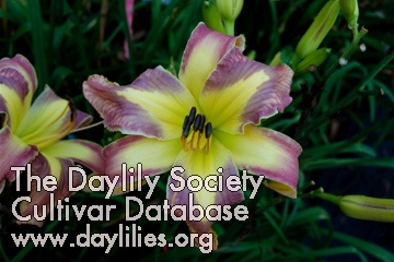 Daylily Jungle Queen